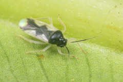 Ernestinus siamensis