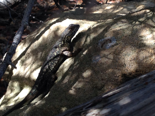 iNaturalist observation photo of Western Fence Lizard