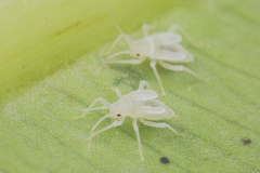 Ernestinus siamensis