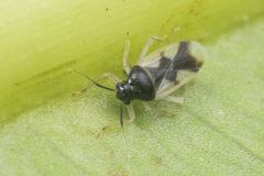 Ernestinus siamensis