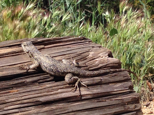iNaturalist observation photo of Western Fence Lizard