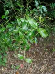 Cassinopsis ilicifolia
