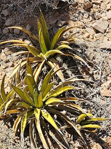 lechuguilla