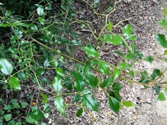 Cassinopsis ilicifolia