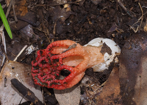 Craypot Stinkhorn