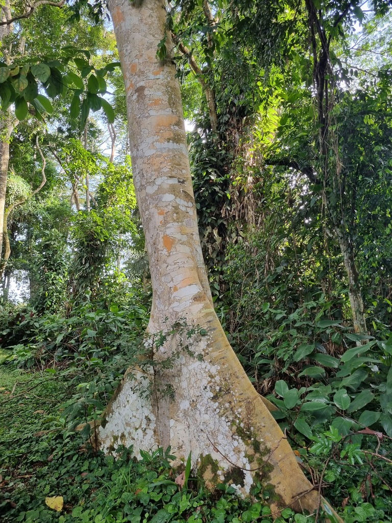 Piptadeniastrum