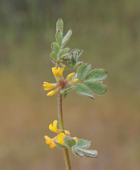 Acmispon micranthus