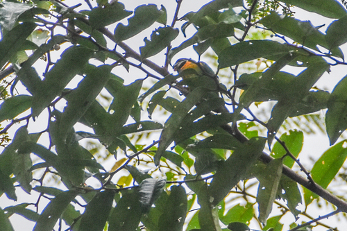 Dusky-cheeked Fig Parrot (Nannopsittacus melanogenia), photo 2