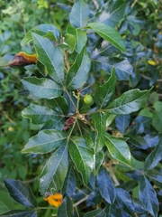 Allophylus decipiens