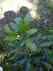 Allophylus decipiens