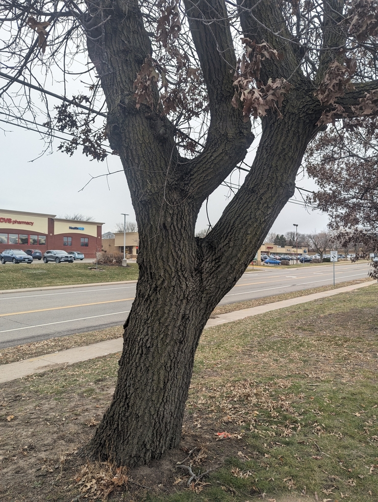 Northern Pin Oak From White Bear Lake MN USA On November 25 2023 At   Large 