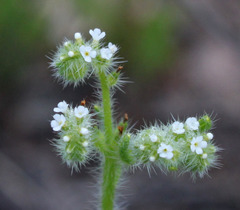 Cryptantha microstachys