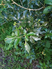 Allophylus decipiens