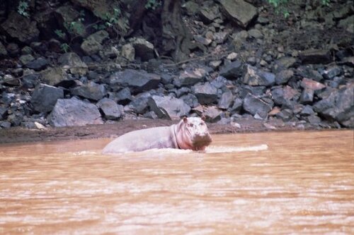 Common Hippopotamus