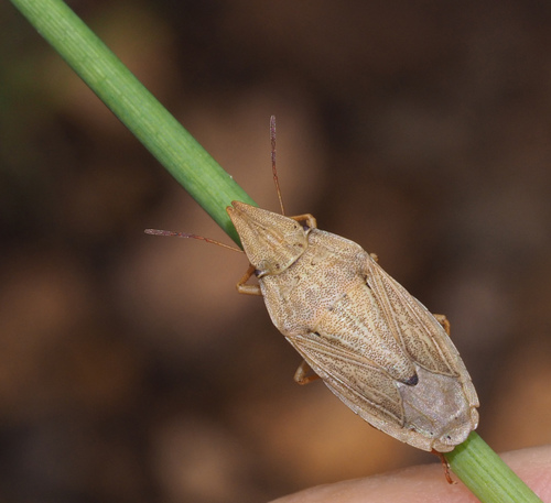 Genus Menestheus · iNaturalist