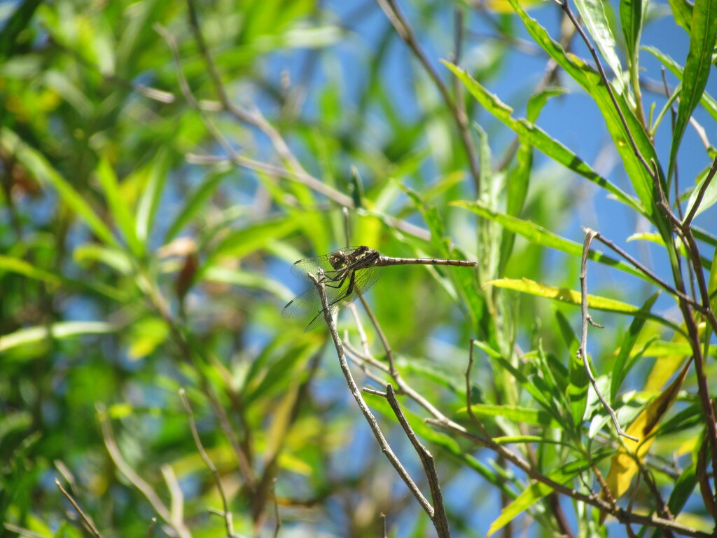 Micrathyria ringueleti