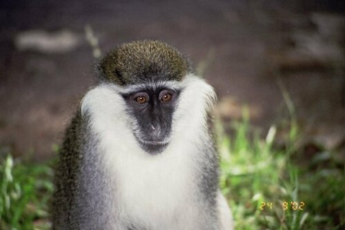 Grivet Monkey