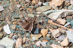 Erynnis marloyi