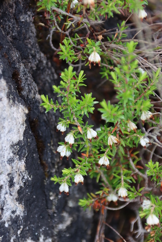Image of Browntip Heath (Erica genistifolia) by (c) Tony Rebelo, some rights reserved (CC BY-SA)