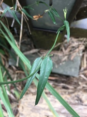 Jasminum nervosum