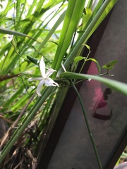 Jasminum nervosum