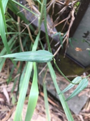 Jasminum nervosum