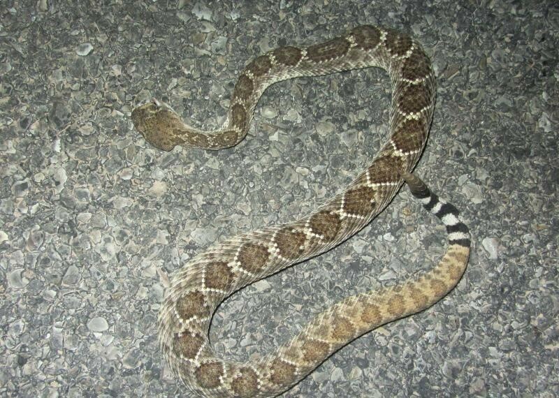 Western Diamond-backed Rattlesnake in April 2017 by David Heckard ...