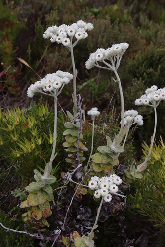 Image of Helichrysum fruticans by (c) Tony Rebelo, some rights reserved (CC BY-SA)
