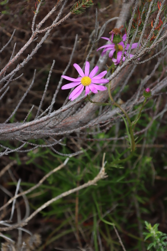 Image of Senecio umbellatus by (c) Tony Rebelo, some rights reserved (CC BY-SA)