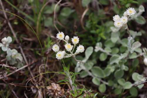 Image of Helichrysum pandurifolium by (c) Tony Rebelo, some rights reserved (CC BY-SA)