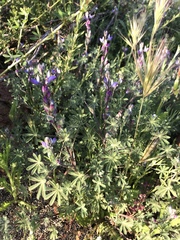 Lupinus concinnus