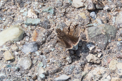Erynnis marloyi