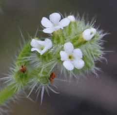 Cryptantha microstachys