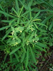 Euphorbia kraussiana