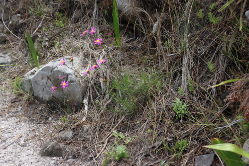Image of Senecio umbellatus by (c) Tony Rebelo, some rights reserved (CC BY-SA)