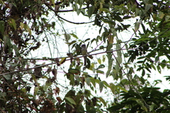 Ramphotrigon flammulatum