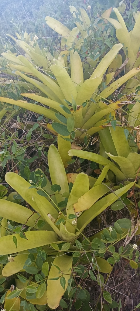 Neoregelia laevis