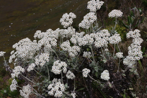 Image of Helichrysum fruticans by (c) Tony Rebelo, some rights reserved (CC BY-SA)
