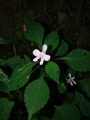 Impatiens hochstetteri