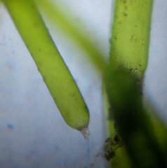Nitella mucronata