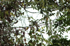 Ramphotrigon flammulatum