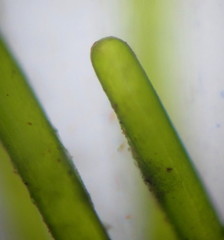 Nitella mucronata