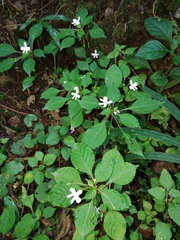 Impatiens hochstetteri