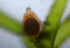 Nitella mucronata