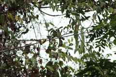 Ramphotrigon flammulatum