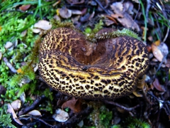 Austropaxillus squarrosus