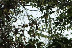 Ramphotrigon flammulatum