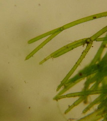 Nitella mucronata
