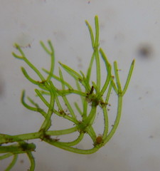Nitella mucronata
