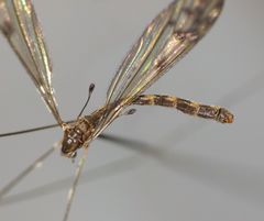 Nothophila fuscana
